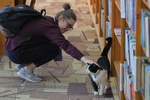 Кот в библиотеке , очень любопытный